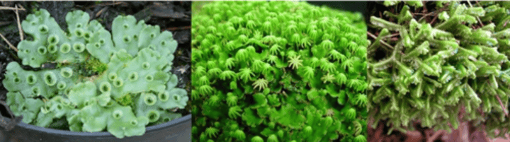 <p>Phylum? Division?</p>