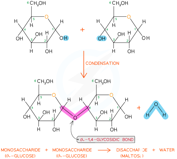 <p>condensation reaction</p>