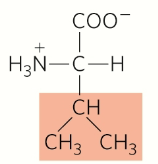 <p>Nonpolar, aliphatic</p>