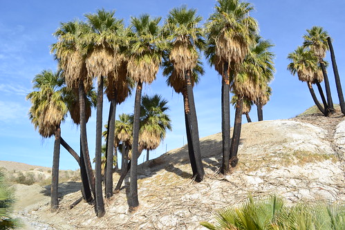 (Washingtonia filifera)