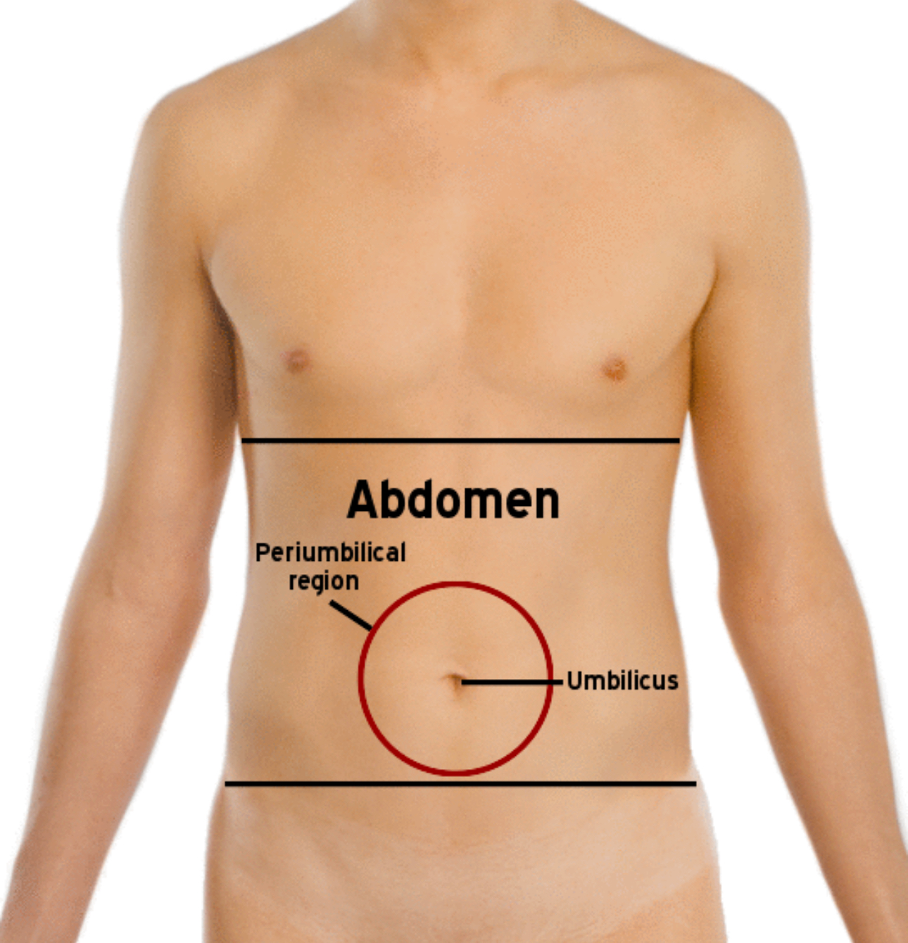 <p>Part of the body between the chest and the hips.</p>