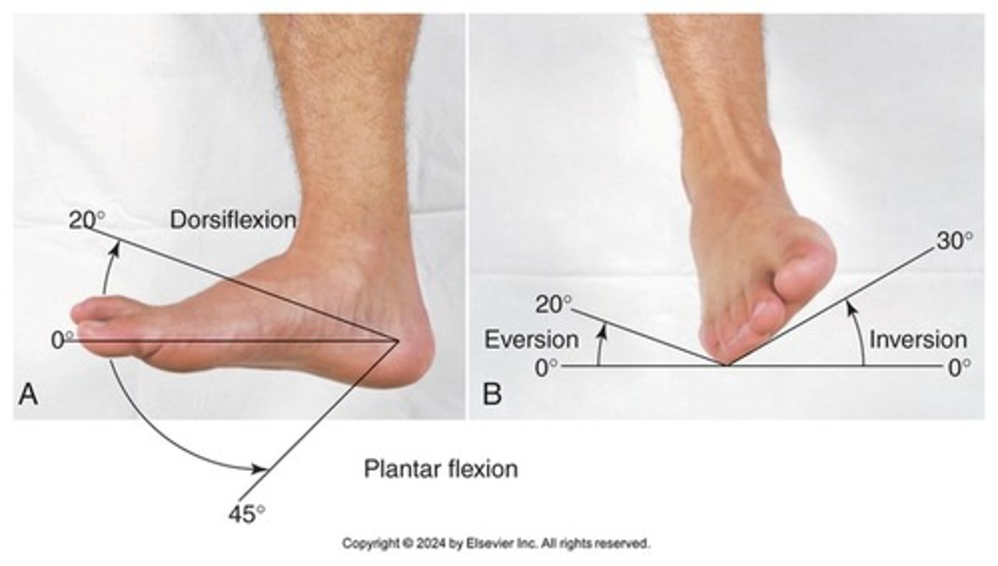 <p>Inspect with person sitting, standing, weight bearing and walking</p><p>-palpate joints</p><p>-plantar flexion, dorsiflexion, inversion, eversion</p><p>- against resistance</p>