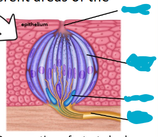 <p>Label the following image from top to bottom…</p>