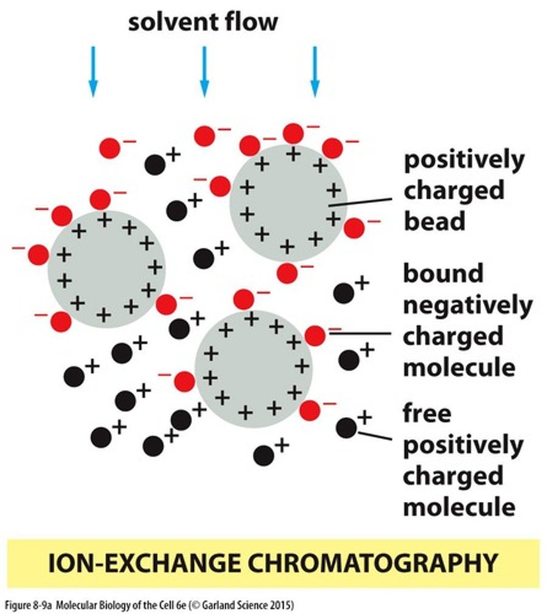 <p>Separation based on charge differences of proteins.</p>
