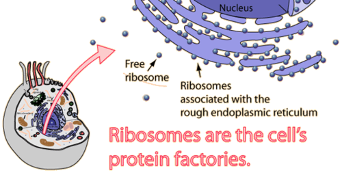 -Structures that build proteins during protein synthesis
-Free floating or attached to rough ER
-Also found in prokaryotes