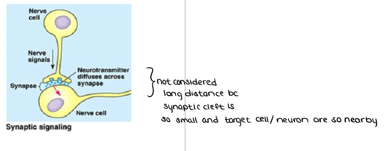 <ul><li><p>occurs in the animal nervous system</p></li><li><p>An electrical signal along a nerve cell triggers the secretion of <em><u><mark data-color="yellow" style="background-color: yellow; color: inherit;">neurotransmitter</mark></u></em> molecules which, when reaching its target cell, triggers a response</p></li></ul><p></p>