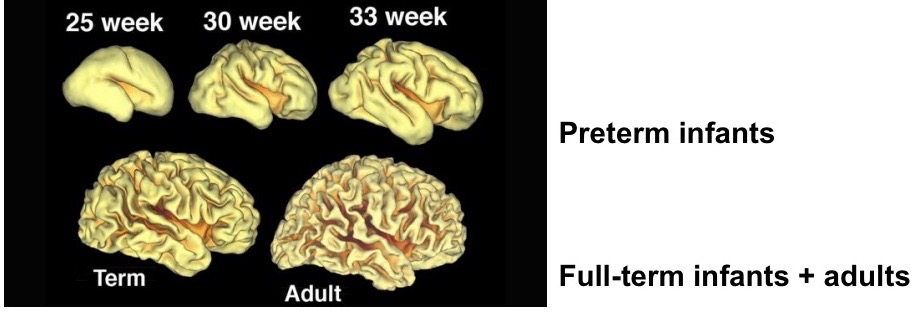 <p>Allows larger cortical surface area → greater cognitive functioning.</p>