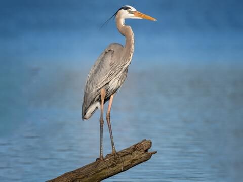 <p>Very tall; blue-gray with a shaggy neck and yellow bill. Stalks fish in shallow waters.</p>