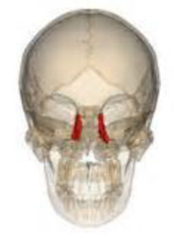 <p>Which facial bone is this? (2)</p>