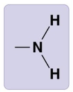 <p>-NH2</p>