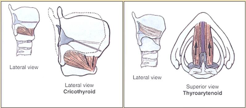 <p>A hangszalagot a m. cricothyroideus feszíti, a m. thyroarythenoideus (m. vocalis) lazítja. Ez a két izom fogja meghatározni a hangmagasságot.</p>