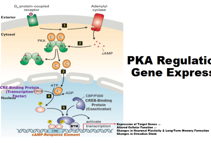 <ul><li><p>catalytic subunits active then move to nucleus target CRE-B (controls gene expression), CRE-B stimulated, will bind to specific sequences of DNA (CRE), when bound can recruit BTM </p></li><li><p>cytoplasmic as well as nucleic (should know)</p></li></ul><p></p>