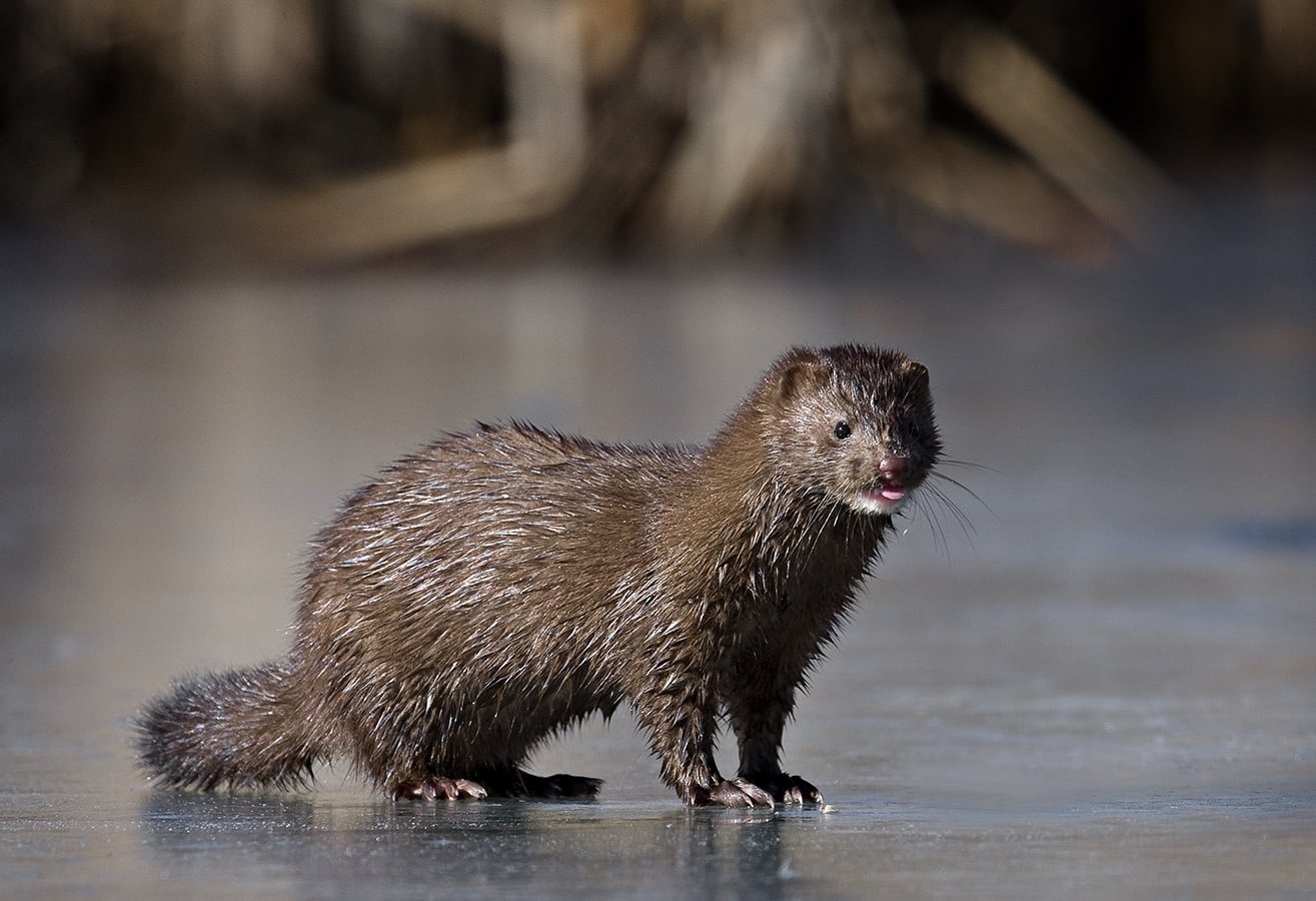 <ul><li><p>american mink</p></li><li><p>aquatic</p></li><li><p>top ridges of skull meet at front</p></li><li><p>dark brown coat</p></li></ul><p></p>
