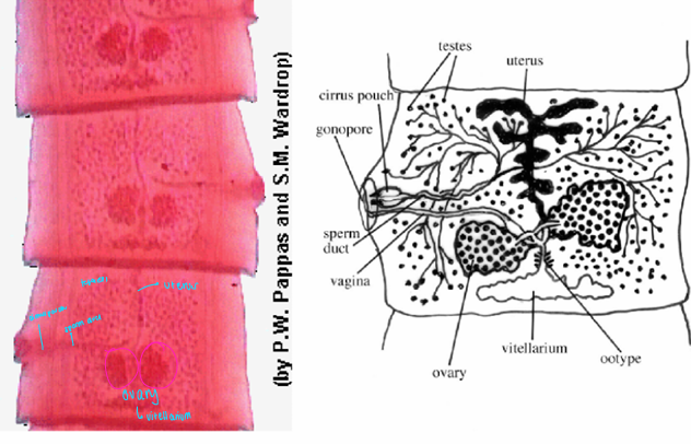 <p>what specie, stage</p>
