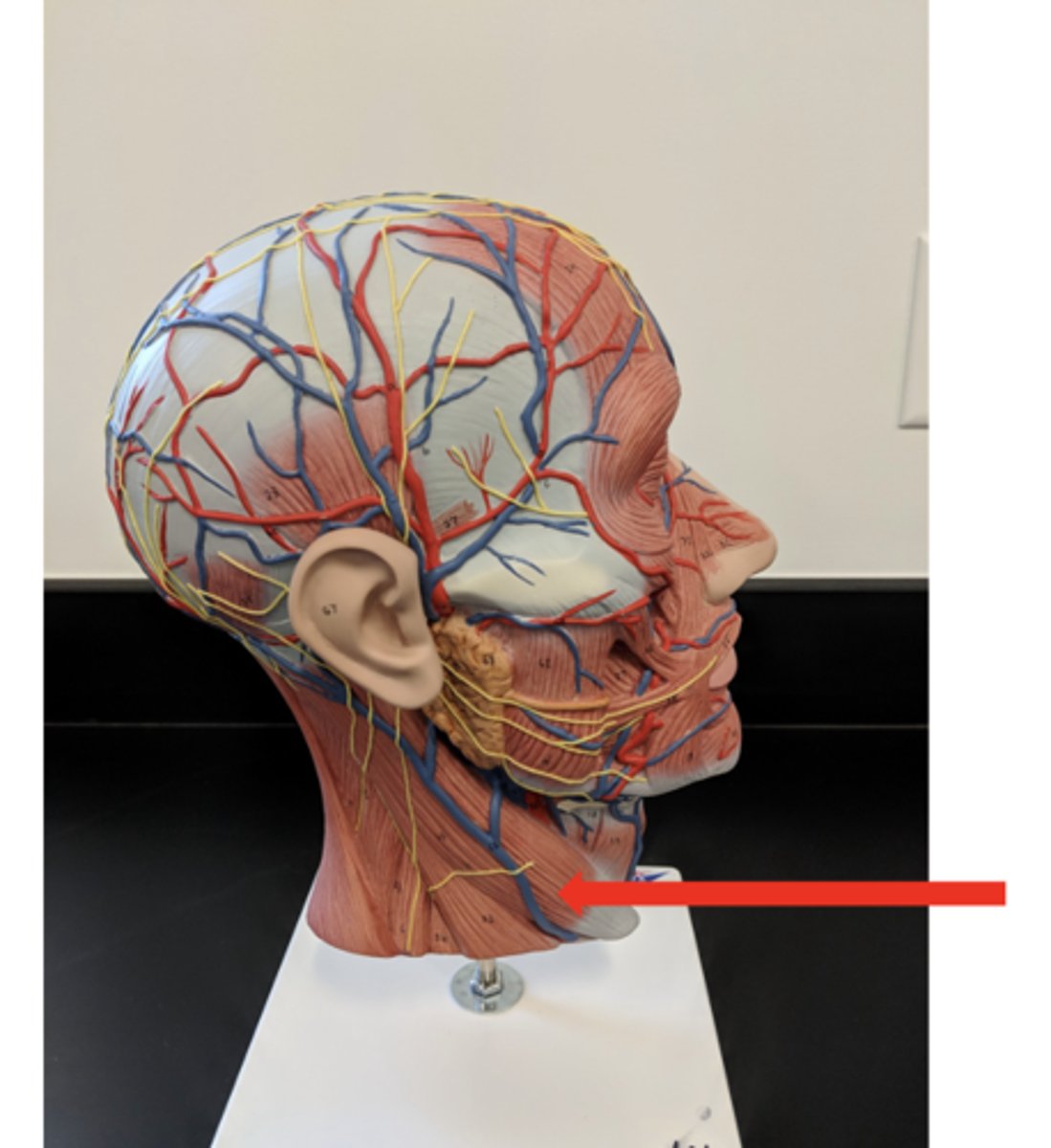 <p>what is this?</p>