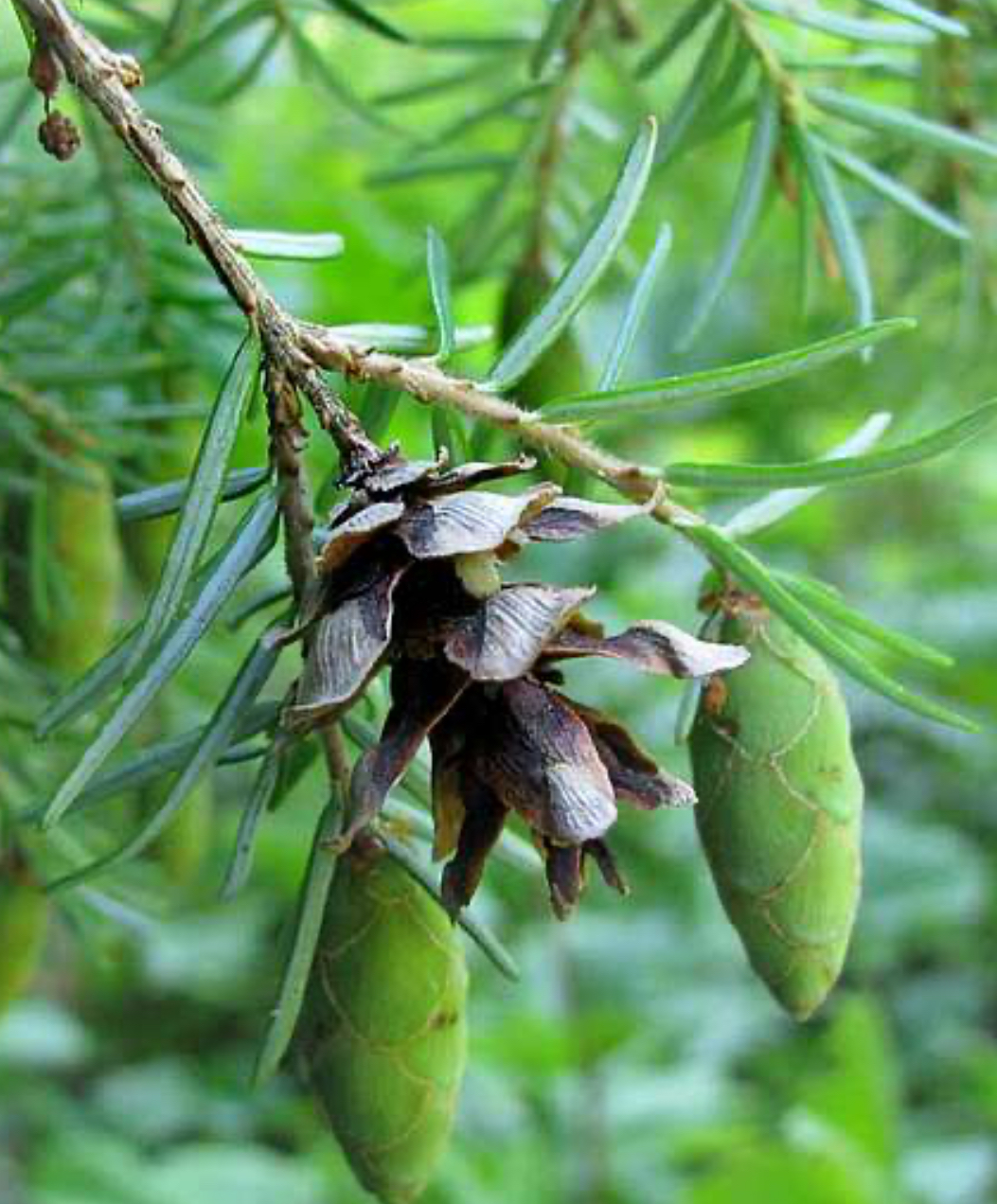 <p>Western hemlock</p>