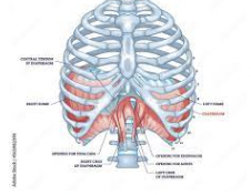 <p>What muscle is this?</p>
