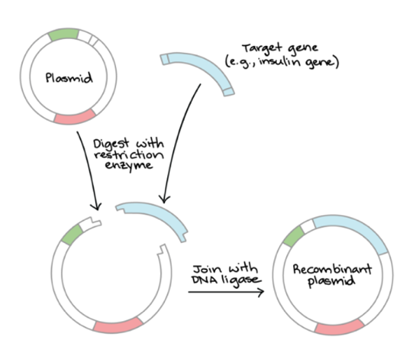 <p><strong>Vectors</strong></p><p>Insert the gene into a vector</p><p>A plasmid from a bacterial cell is isolated and cut with the same type of restriction enzyme to create a plasmid with sticky ends complementary to the DNA of interest.</p>