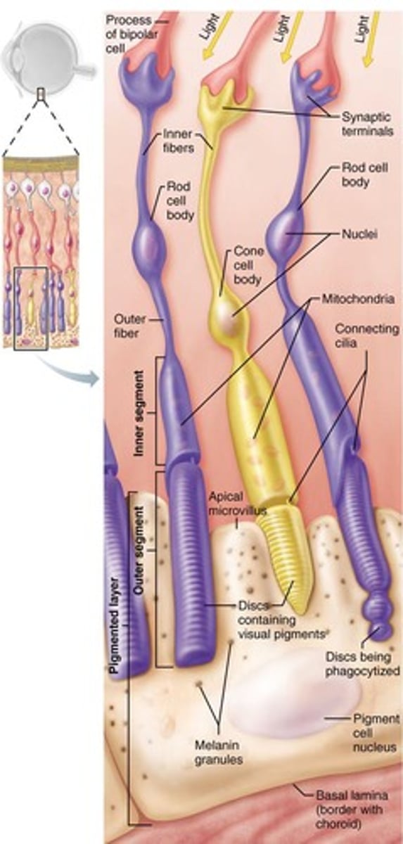 <p>Rods (sensitive to low light) and cones (function best in bright light and enable color vision).</p>