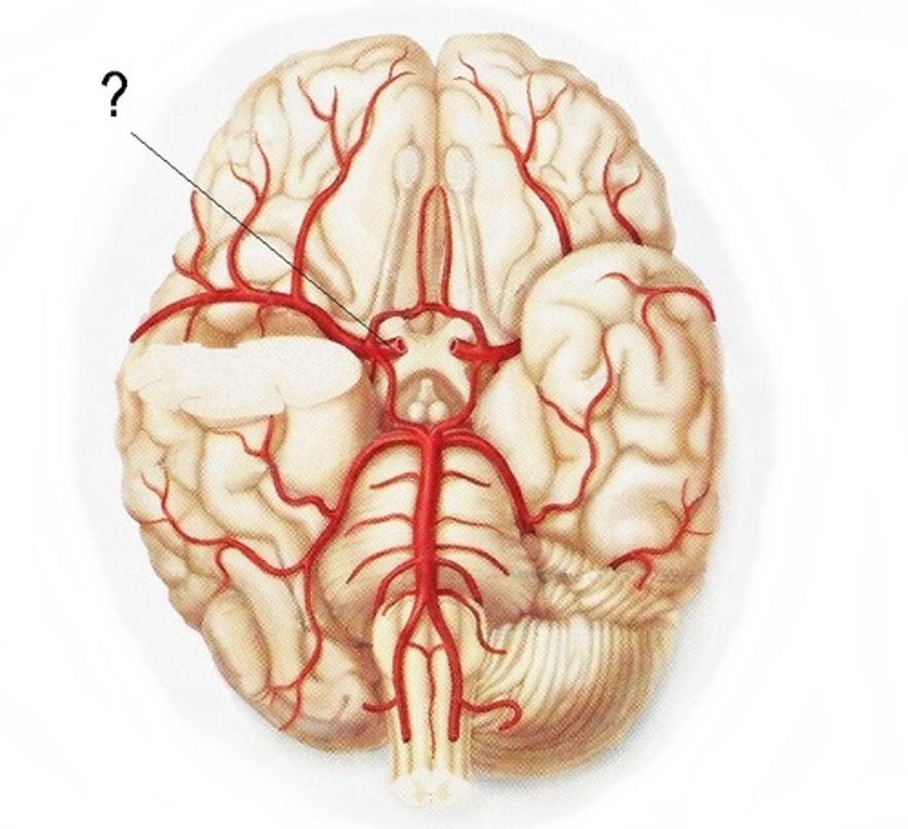 <p>from common carotid; supplies cerebral lobes and eye</p>