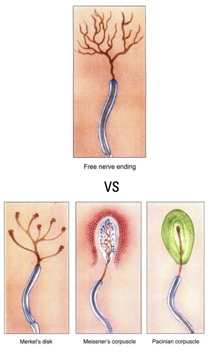 <p><strong><u>Free nerve endings,</u></strong> which bring the sensation of pain to CNS</p><p>Types of Nociceptors</p><ul><li><p><u>Mechanical nociceptors</u> - Respond to damage such as cutting, crushing, or pinching</p></li><li><p><u>Thermal nociceptors</u> - Respond to temperature extremes</p></li><li><p><u>Chemical nociceptors</u> - Respond to histamine and other chemicals</p></li><li><p><u>Polymodal nociceptors</u> - Respond equally to all kinds of damaging stimuli</p></li></ul><p></p>