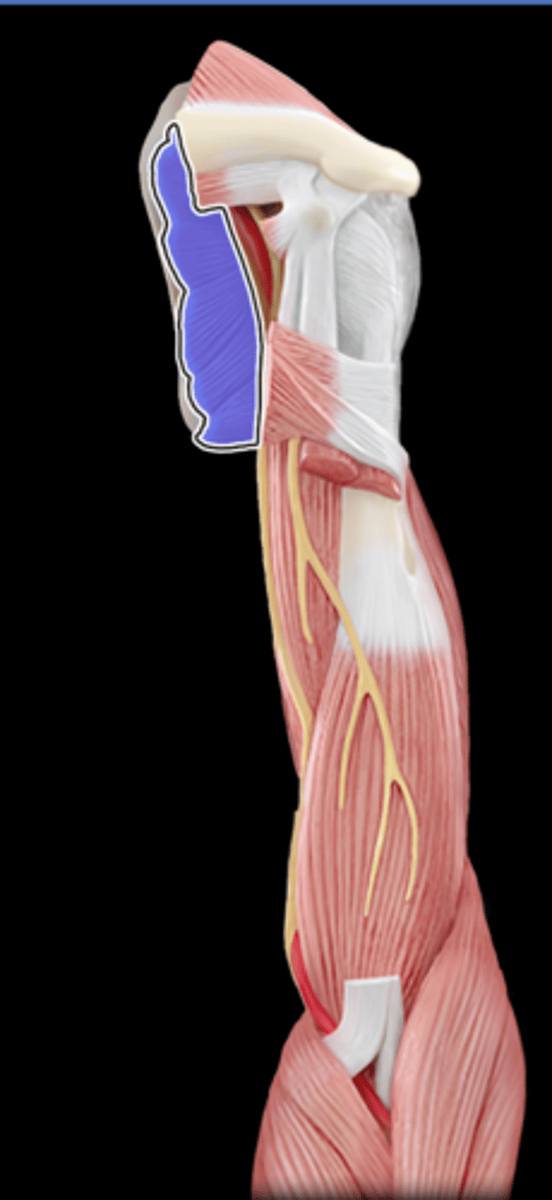 <p>What Muscle Is Highlighted?</p>