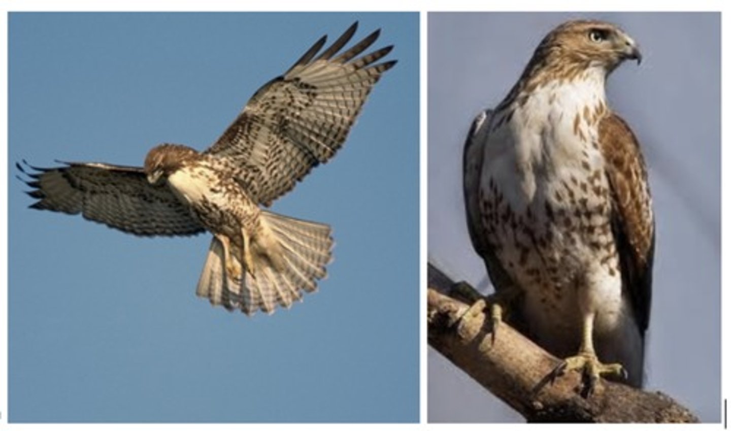 <p>Larger, belly mostly pale with streaks, mostly unbanded tail</p>