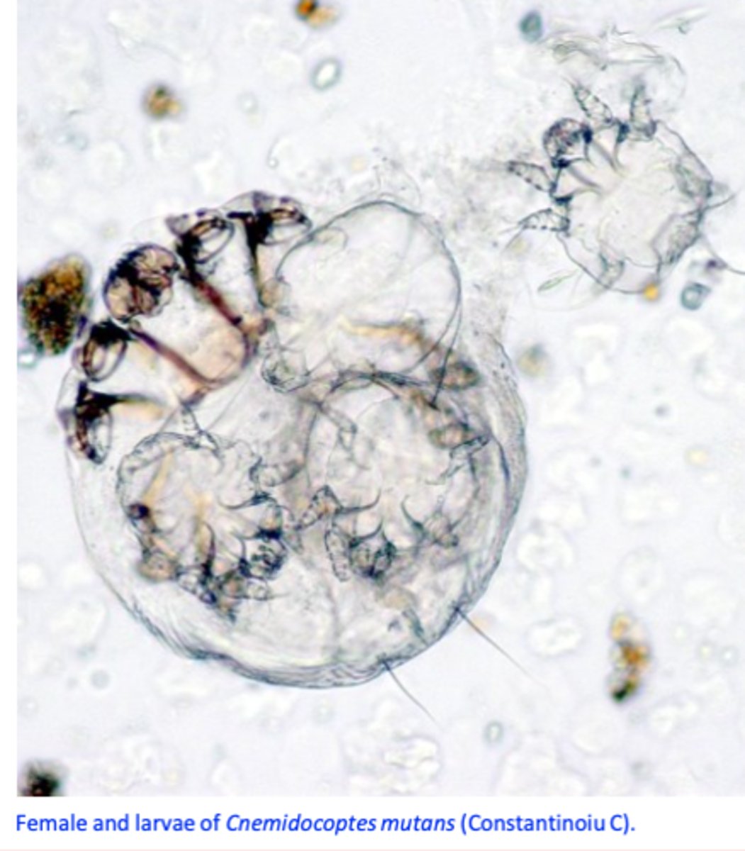 <p>Birds can be treated by dipping the legs in acaricidal solutions </p><p>• Ivermectin per os/topical and Moxidectin: effective but ... not approved, residues in the meat/eggs etc.</p>