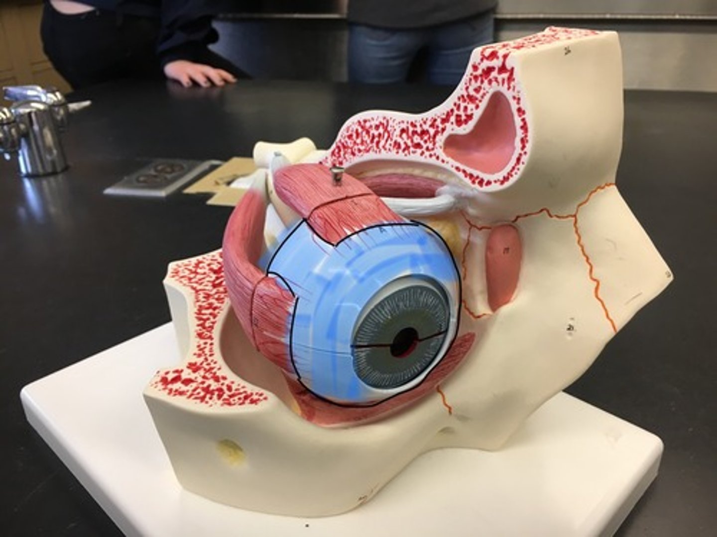 <p>The white outer part of the eye.</p>