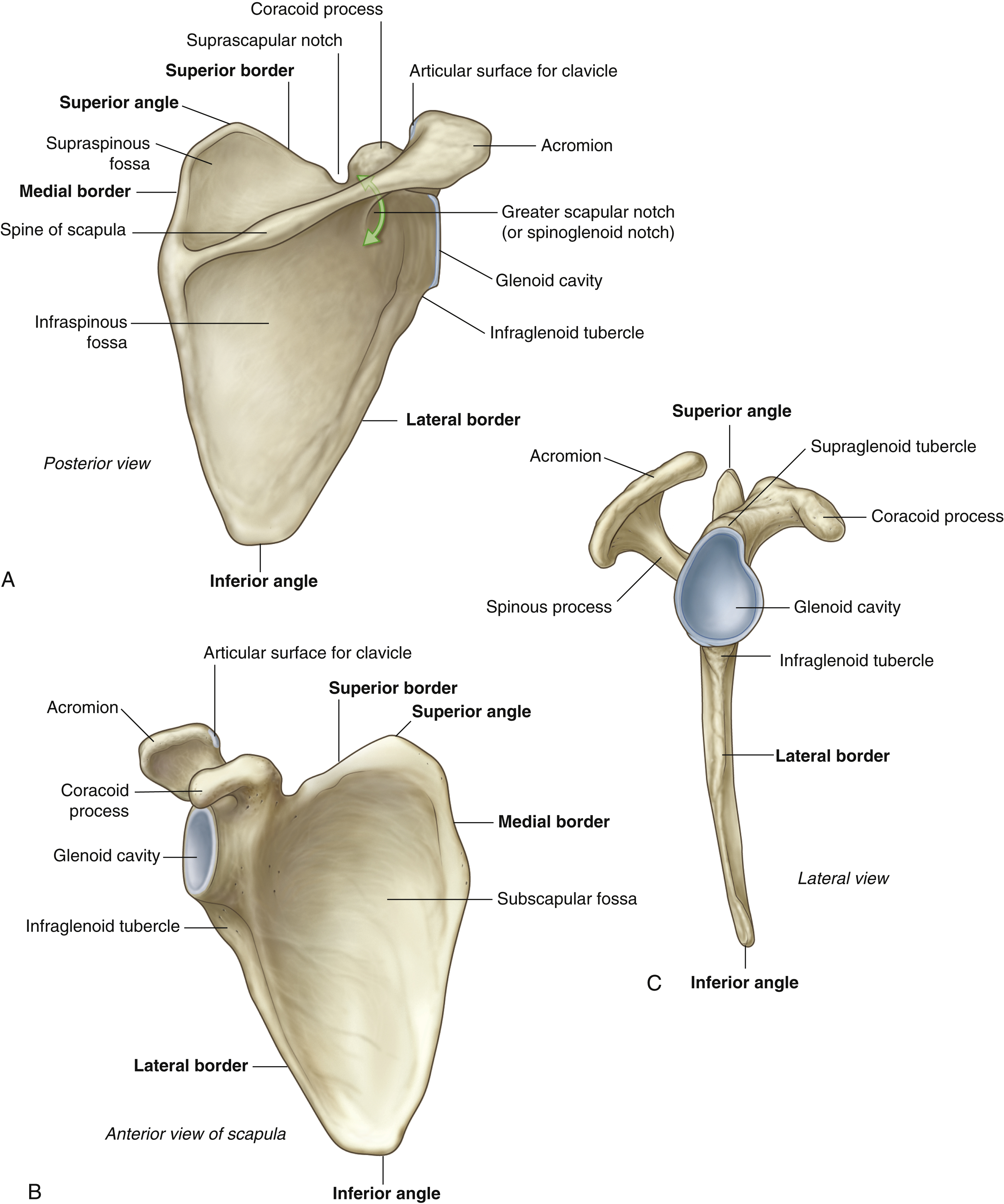 <p>Below the scapular spine. Attachment for the infraspinatus muscle</p>