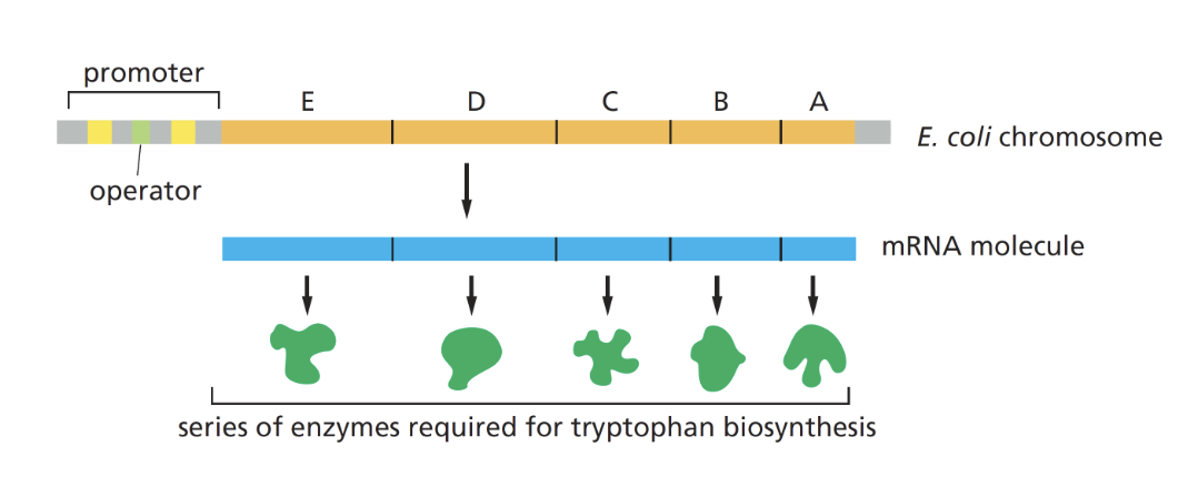 <p>in bacteria groups of related genes are grouped together under shared promoter = operon </p><p>makes one polycistronic mRNA</p><p>genes are co-regulated </p>