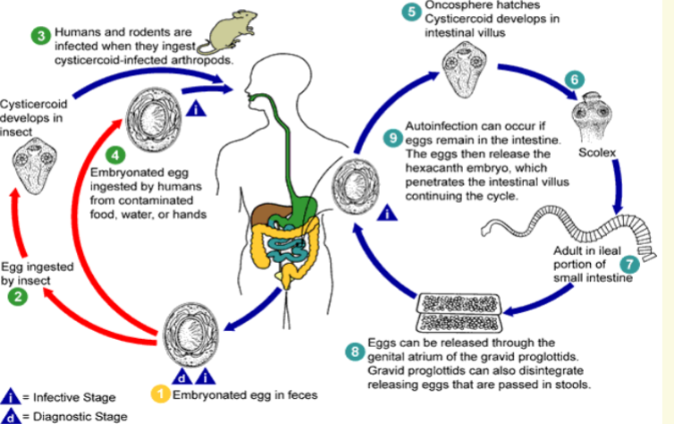knowt flashcard image