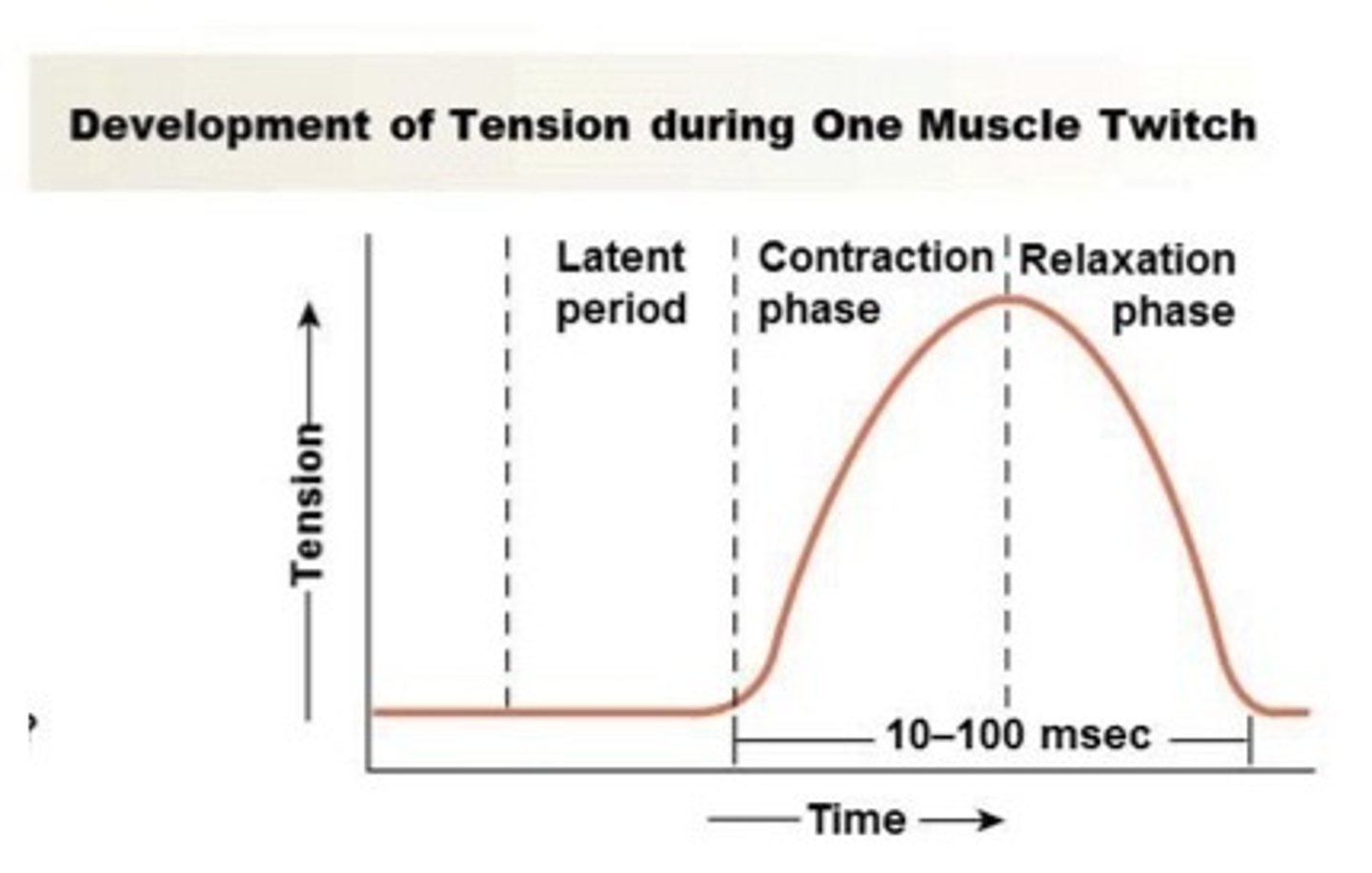 <p>- time to reach maximum contraction</p><p>- ability to sustain tension</p><p>- tonic vs. fast/slow twitch fibers</p>