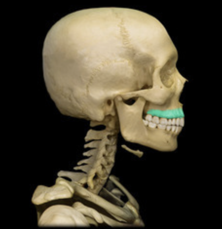 <p>sockets of the inferior margin in which the teeth sit</p>