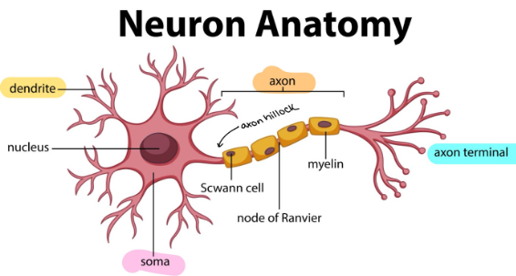 <p>Cells specialized for intercellular communication</p><p>dendrite: receives information </p><p>soma/cell body: site of nucleus, organelles, protein production, etc</p><p>axon: long, myelinated section in which action potential passes down → sends signals </p><p>Axon terminals/synapse: site of communication with next neuron </p>