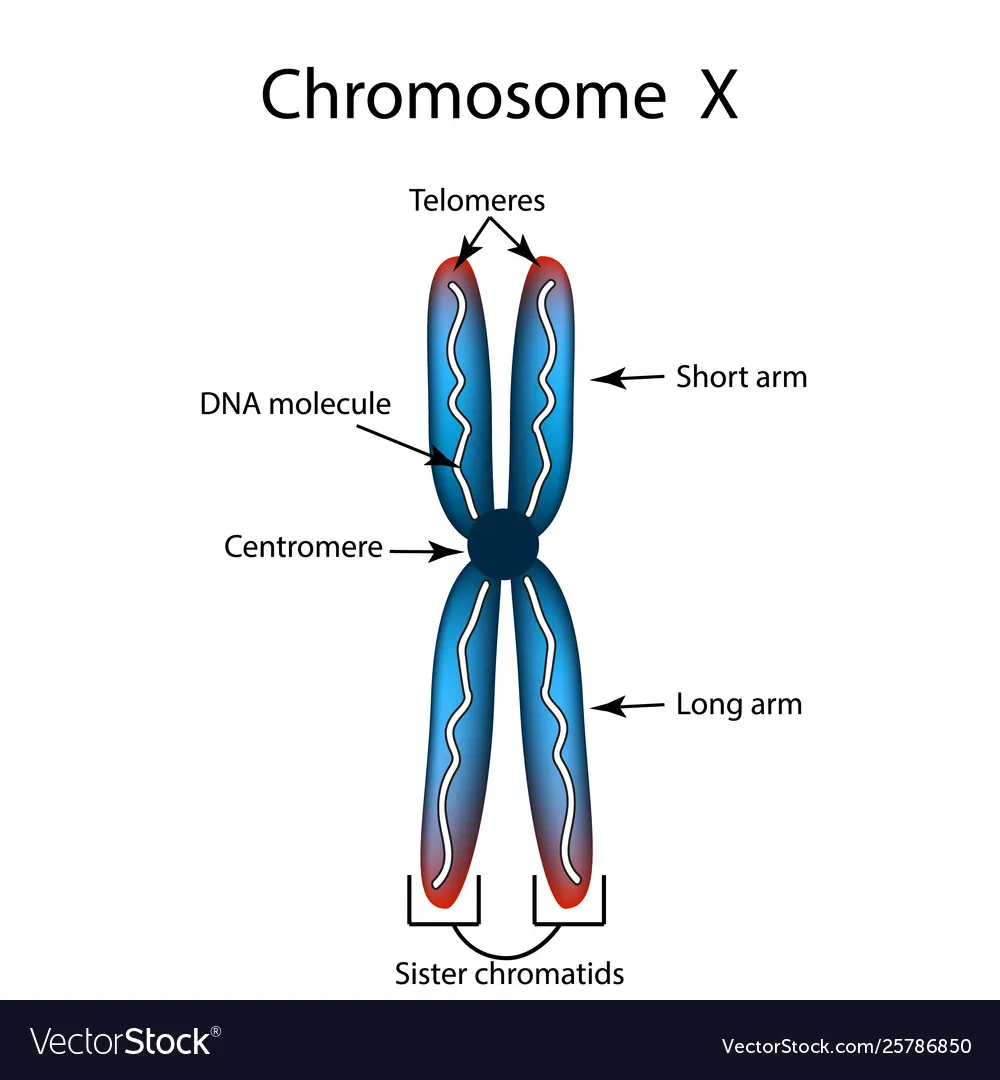 <p>what happens after DNA replication to chromosomes ?</p>