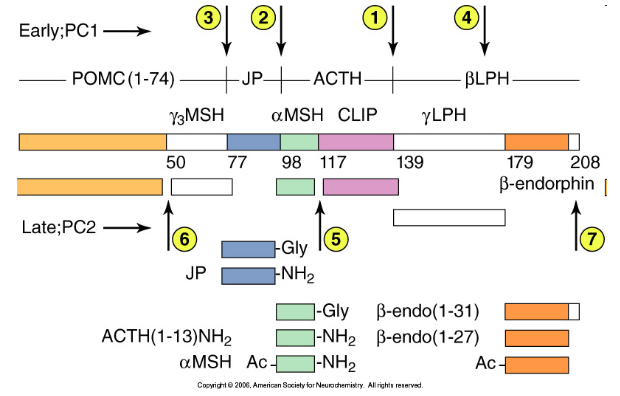 <p>Cleavage of the POMC precursor occurs at seven sites, with some of the reactions being tissue-specific. The circled numbers indicate the temporal order of cleavage in tissues where these proteolytic events occur. ACTH, adrenocorticotropic hormone; CLIP, corticotropin-like intermediate lobe peptide; JP, joining peptide; LPH, lipotropin; MSH, melanocyte-stimulating hormone; PC, prohormone convertase.</p><ul><li><p>Has a pH optimum</p></li><li><p>Numbers indicate the steps of cleavage in decreasing pH conditions</p></li></ul><p></p><p></p><p></p><p></p>