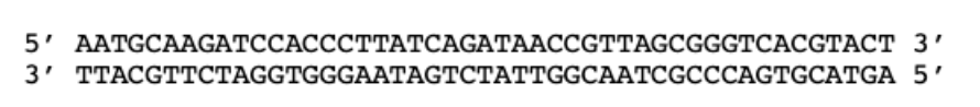 <p>For the DNA sequence below, find the open reading frame(s) and determine the number of amino acids for the longest polypeptide?</p><ol><li><p>Choice 1 of 4:8</p></li><li><p>Choice 2 of 4:11</p></li><li><p>Choice 3 of 4:10</p></li><li><p>Choice 4 of 4:None of the options are correct</p></li></ol>