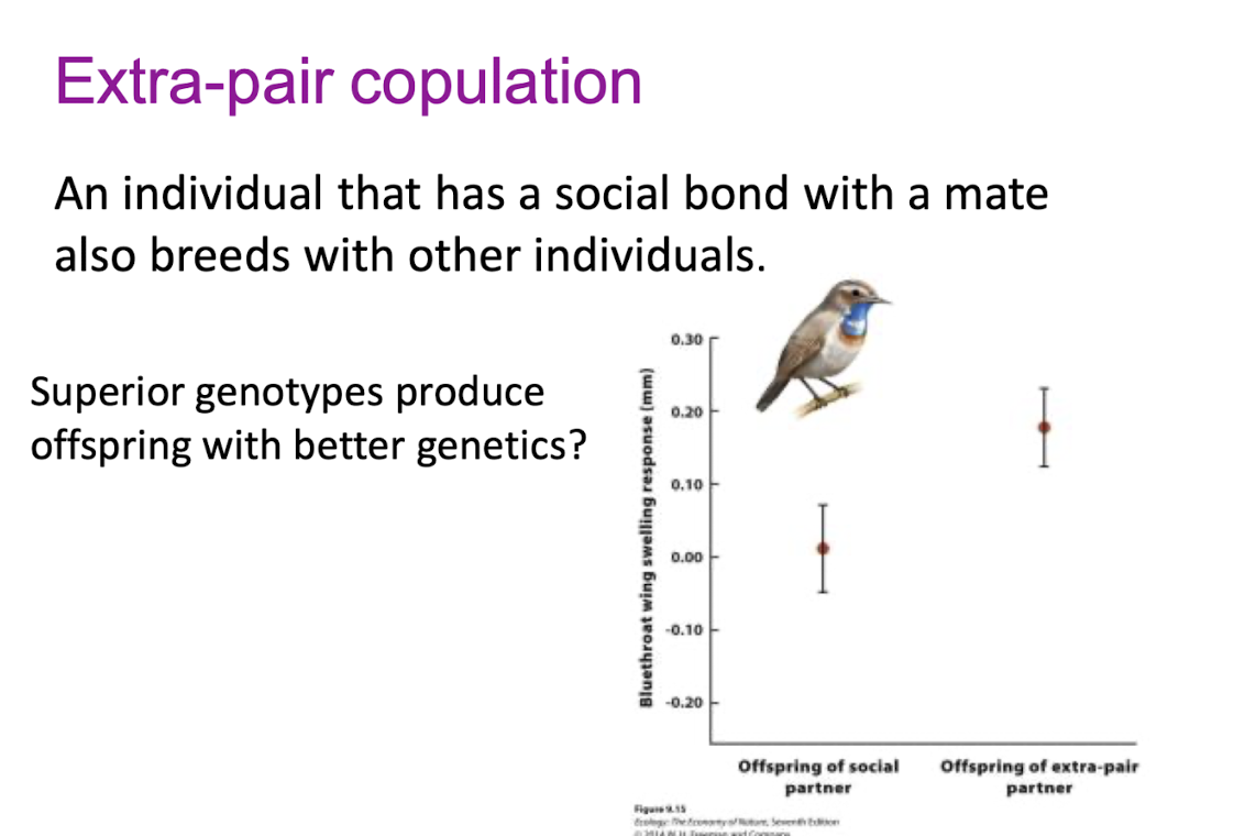 <p>an individual that has a social bond with a mate also breeds with other individuals</p><p></p><p>superior genotypes produce offspring with better genetics?&nbsp;</p>