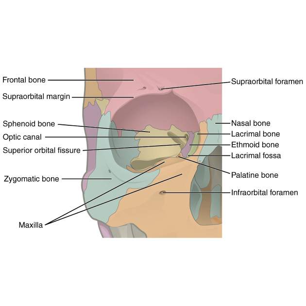 <p>Name bones in the Orbital Complex Structure</p>