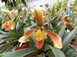 <p>Lady Slipper Orchid</p>