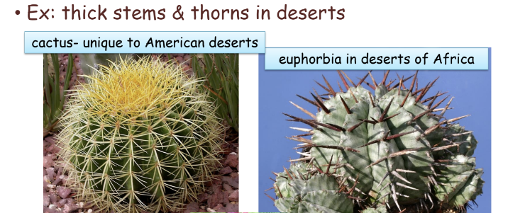 <ul><li><p>unrelated species have similar adaptations (analogous structures) under similar environmental conditions</p></li></ul>