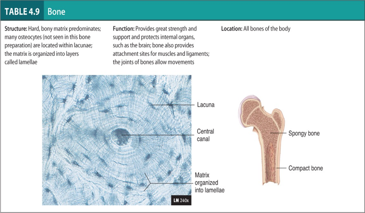 <p>Bone</p><p>Know the Lacuna and Central Canal</p>