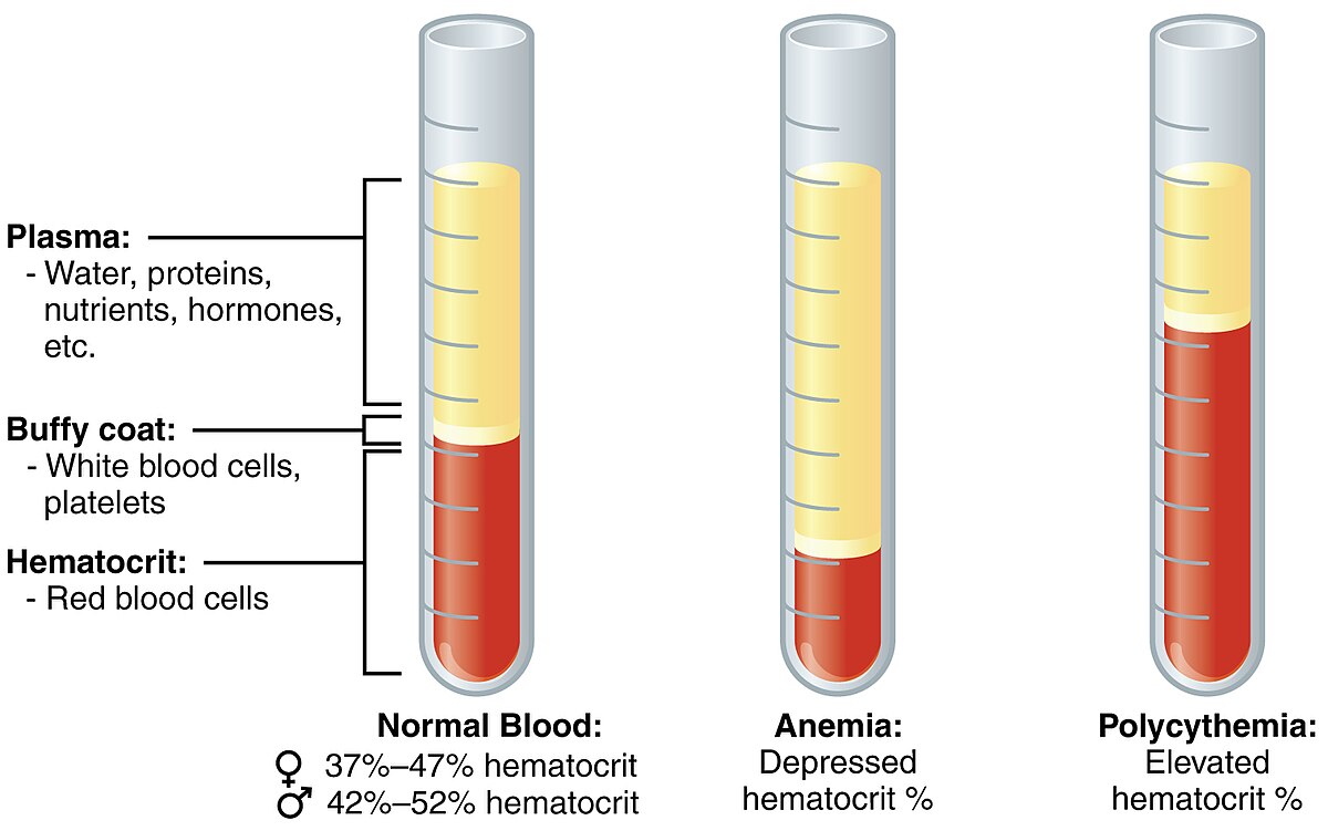 <p>a medical test that measures the percentage of RBCS in the total volume of blood; RBC/Total x100</p>