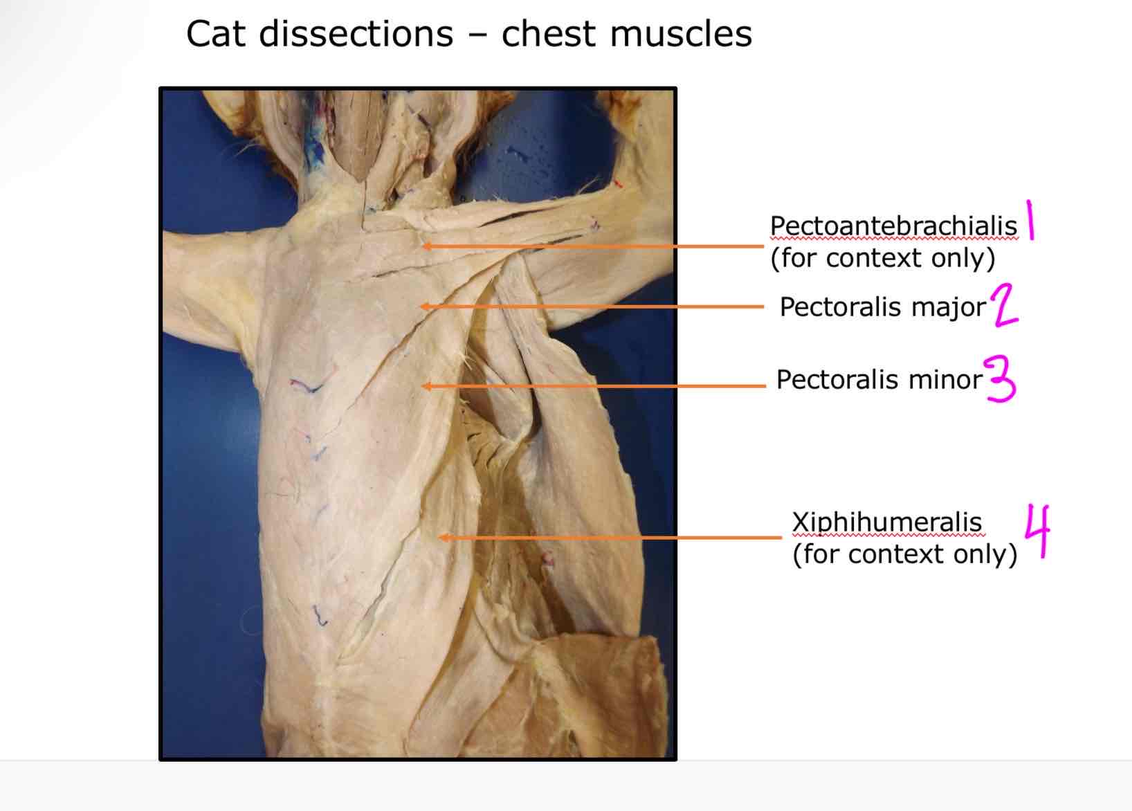 <ol><li><p>Pectoantebrachialis</p></li><li><p>Pectoralis major</p></li><li><p>Pectoralis minor</p></li><li><p>Xiphihumeralis</p></li></ol>