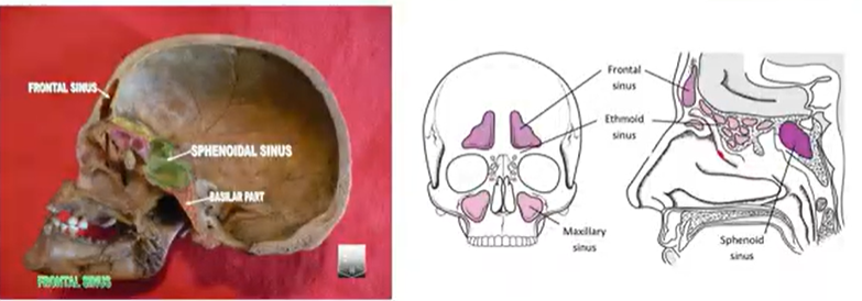 <p>a cavity within a bone, usually air-filled and lined with mucosa</p>