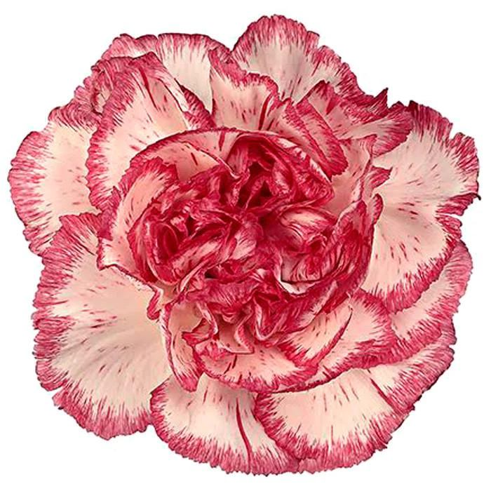 <p><img src="https://floralsection.com/cdn/shop/products/unnamed_7_800x.jpg?v=1507321781" alt="Carnations Bicolor Pink and White"></p>