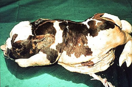 <p>What is this?</p><p>Describe it</p><p>Caused by?</p>