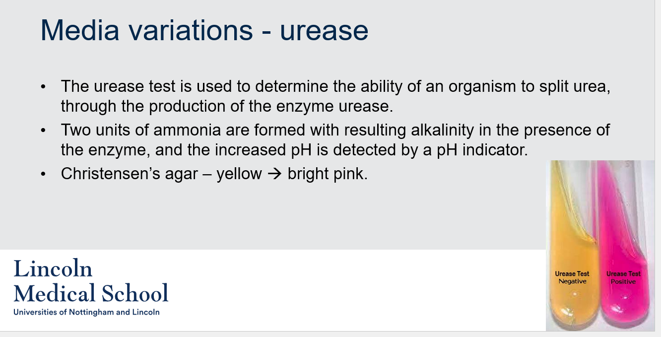 <ol><li><p>The urease test is used to determine the ability of an organism to split urea, through the production of the enzyme urease.</p></li><li><p>Two units of ammonia are formed with resulting alkalinity in the presence of the enzyme, and the increased pH is detected by a pH indicator.</p></li><li><p>The name of the agar used in the urease test is Christensen’s agar.</p></li><li><p>The color change that indicates a positive urease test is from yellow to bright pink.</p></li></ol>