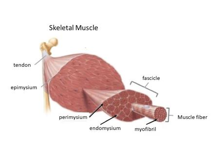 <p>Bundle of muscle fibers</p>